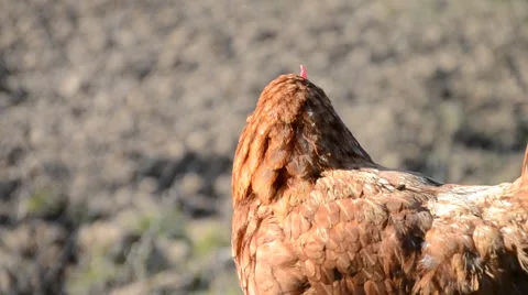 Hens feeding at a farm Stock Footage 48681644