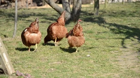 Hens feeding at a farm Stock Footage 48681803