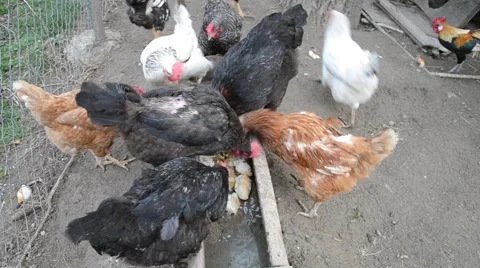 Hens feeding at a farm Stock Footage 52297262