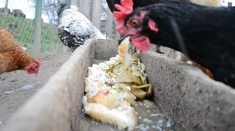 Hens feeding at a farm Stock Footage 52297837
