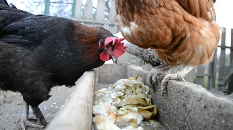 Hens feeding at a farm Stock Footage 52298426