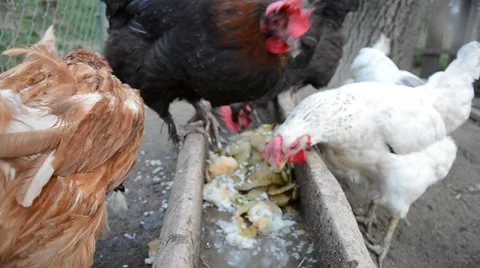 Hens feeding at a farm Stock Footage 52298908
