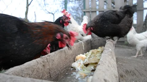 Hens feeding at a farm Stock Footage 52299002