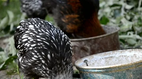 Hens feeding on the farm yard Stock Footage 53815401