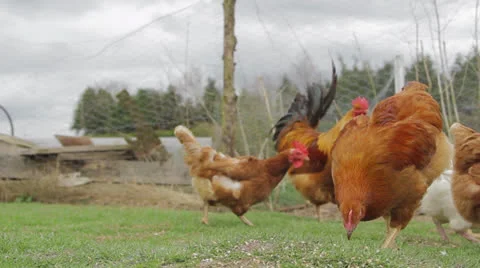 Hens Feeding Vidéo 22897557