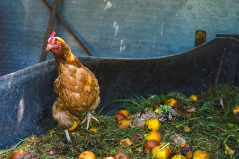 Hens feeding on home waste compost Stock Photos