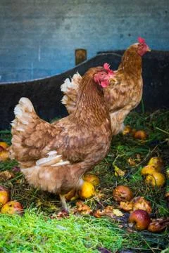 Hens feeding on home waste compost Foto stock