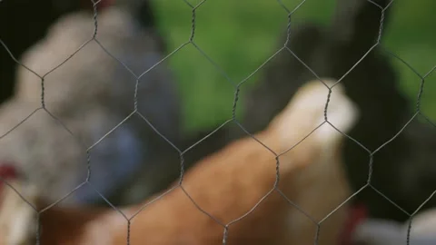 Hens feeding in the pen 스톡 동영상 159680497