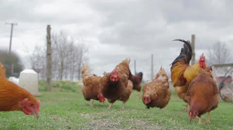 Hens Feeding then scared by cock's crow Vidéo 22897357