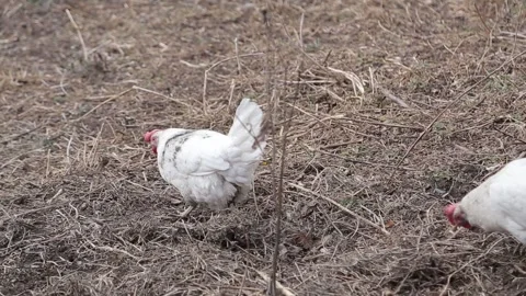 Hens in the filed 11 Stock Footage 316774908