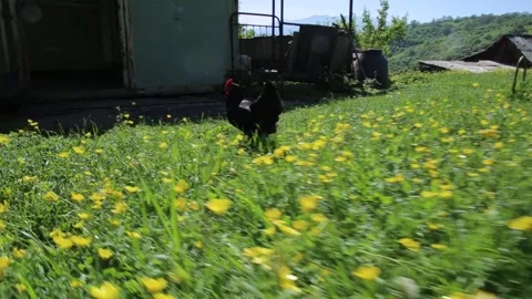 Hens in the filed 13 Video stock 316774980