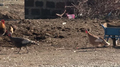 Hens in the filed 6 Stock Footage 316774295