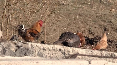 Hens in the filed 9 Stock Footage 316774585