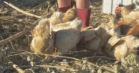 Hens flock to eat at free range farm Vídeos de archivo 154313086
