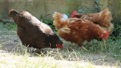 Hens 스톡 동영상 27845749