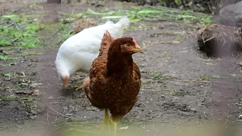 Hens Stock Footage 110841394