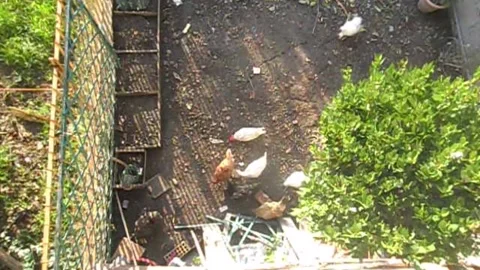 Hens Stock Footage 133204160