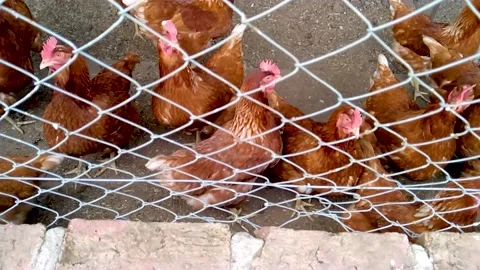 Hens Stock Footage 141472683