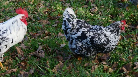 Hens in freedom 動画素材 166860008