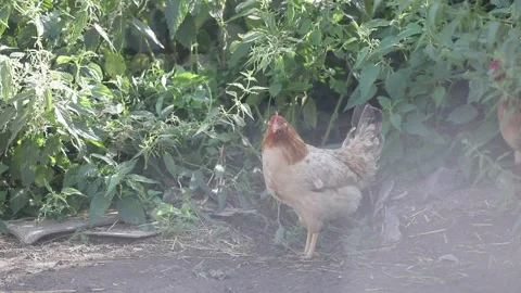 Hens in the garden 10 Stock Footage 325853087