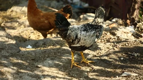 Hens in the garden 15 Stock Footage 325853111