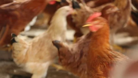 Hens in the garden 5 Video stock 325853061