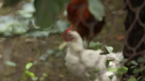 Hens in the garden 6 Stock Footage 325853050