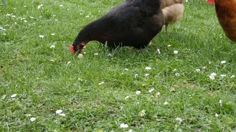 Hens in the garden Stock Footage 90773328