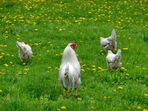 Hens on grass Foto stock