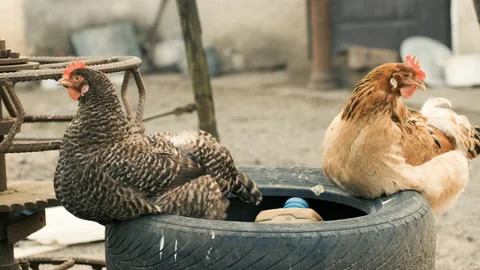 Hens of gray and yellow brick color sit on rubber and walk around the yard Vídeo Stock 130982480