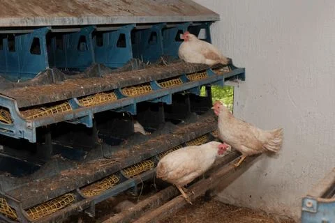 Hens hatch eggs Stock Photos