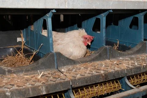 Hens hatch eggs Stock Photos