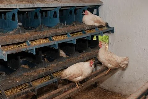 Hens hatch eggs Stock Photos