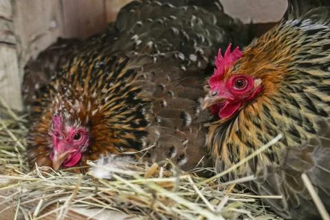 Hens hatching eggs and resting Stock Photos