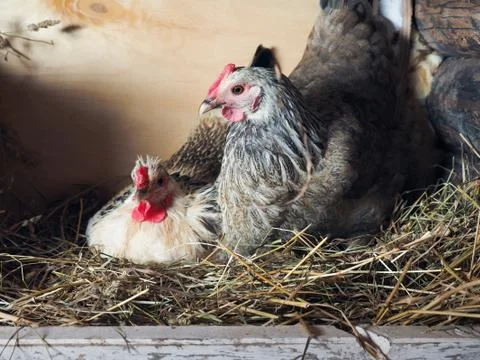 The hens is hatching the eggs in the coop Stock Photos