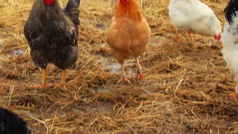 Hens on hay Stock Footage 74152840