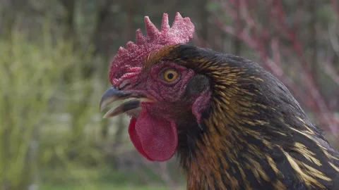 Hen's head close up. Stock Footage 154659259