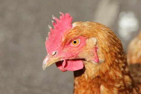 Hen's head. 스톡 사진