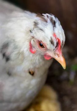 Hen's head Foto stock