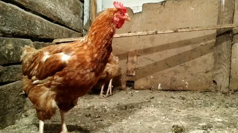 The hens in henhouse. 動画素材 99295397