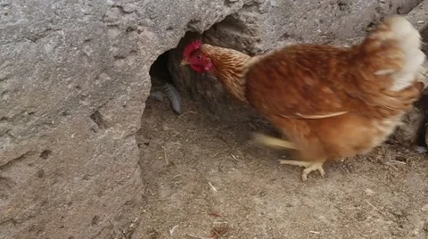 Hens home - 4 edited clip Stock Footage 40954293