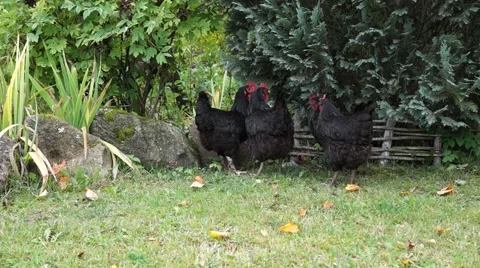 Hens meeting Stock Footage 41881087