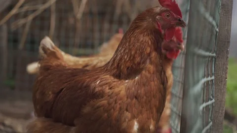 Hens in organic farm. Stock Footage 314301693