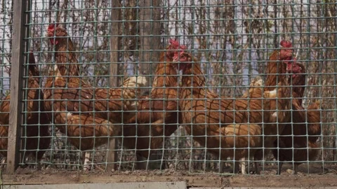 Hens in organic farm. Stock Footage 314971374