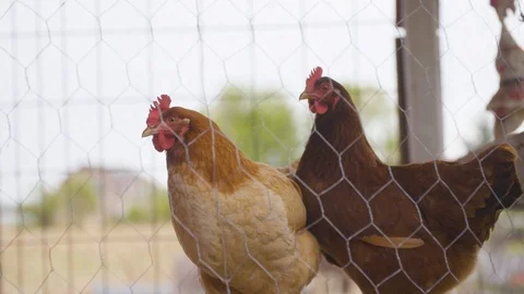 Hens in the pen Stock Footage 87805292