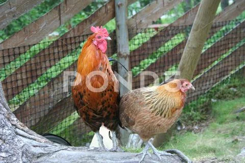 Hens Stock Photos