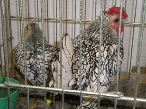 Hens Stock Photos