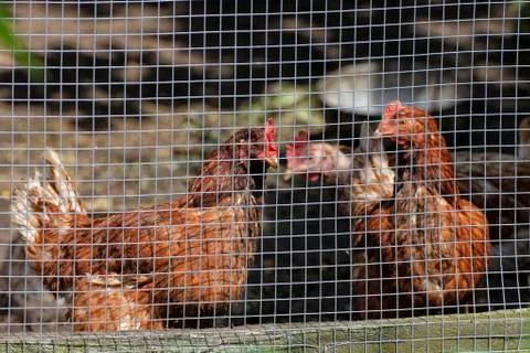 Hens Stock Photos