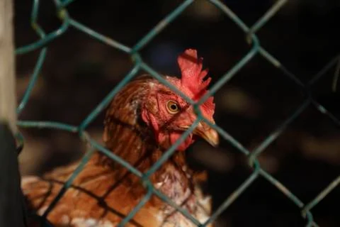 Hens Stock Photos
