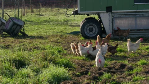 Hens picking in the Sun Видео 302918163
